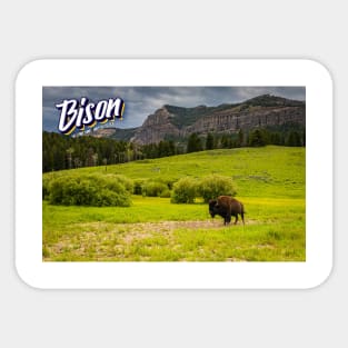 Bison at Yellowstone Sticker